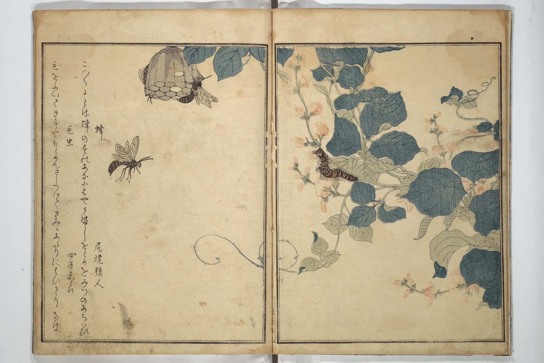 喜多川歌麿《画本虫撰》