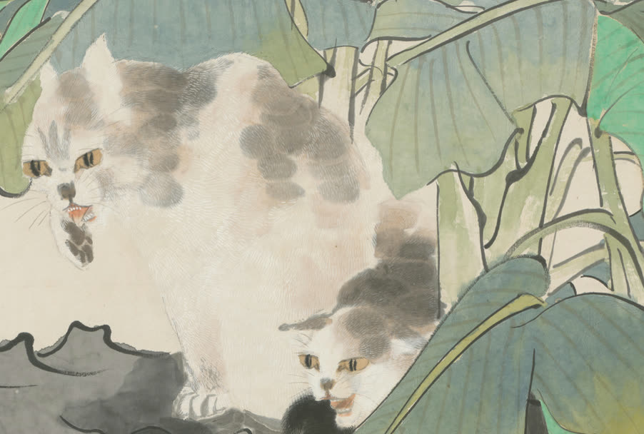 猫局部