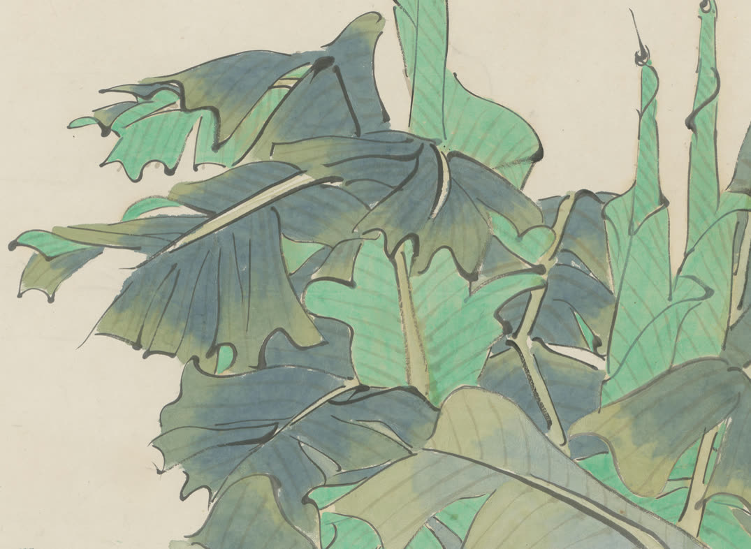 芭蕉叶局部