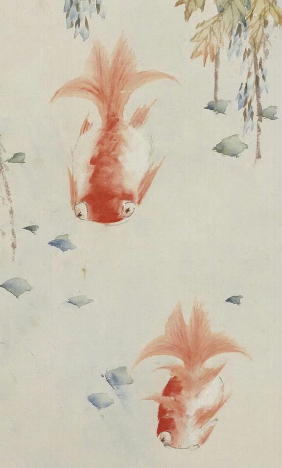 金鱼局部