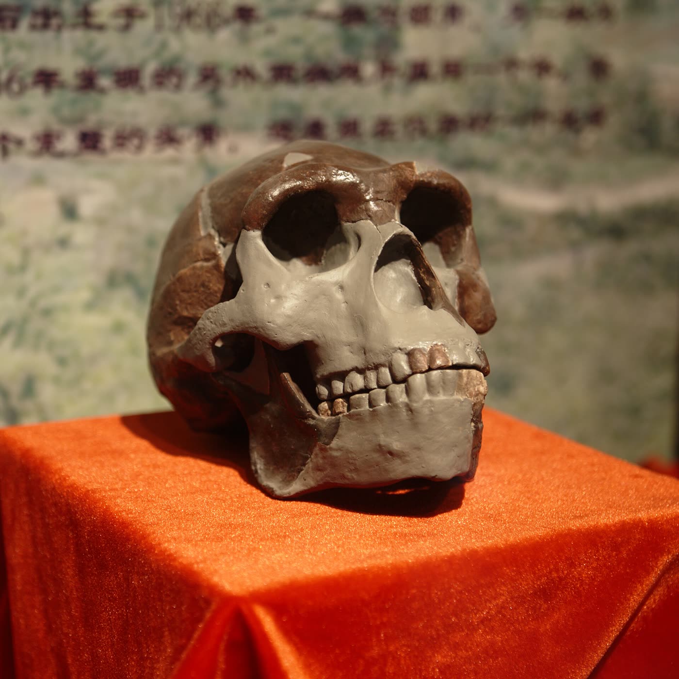 北京人头骨复原模型