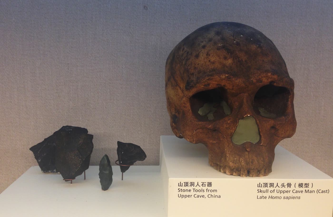 山顶洞人头骨和石器（模型）
