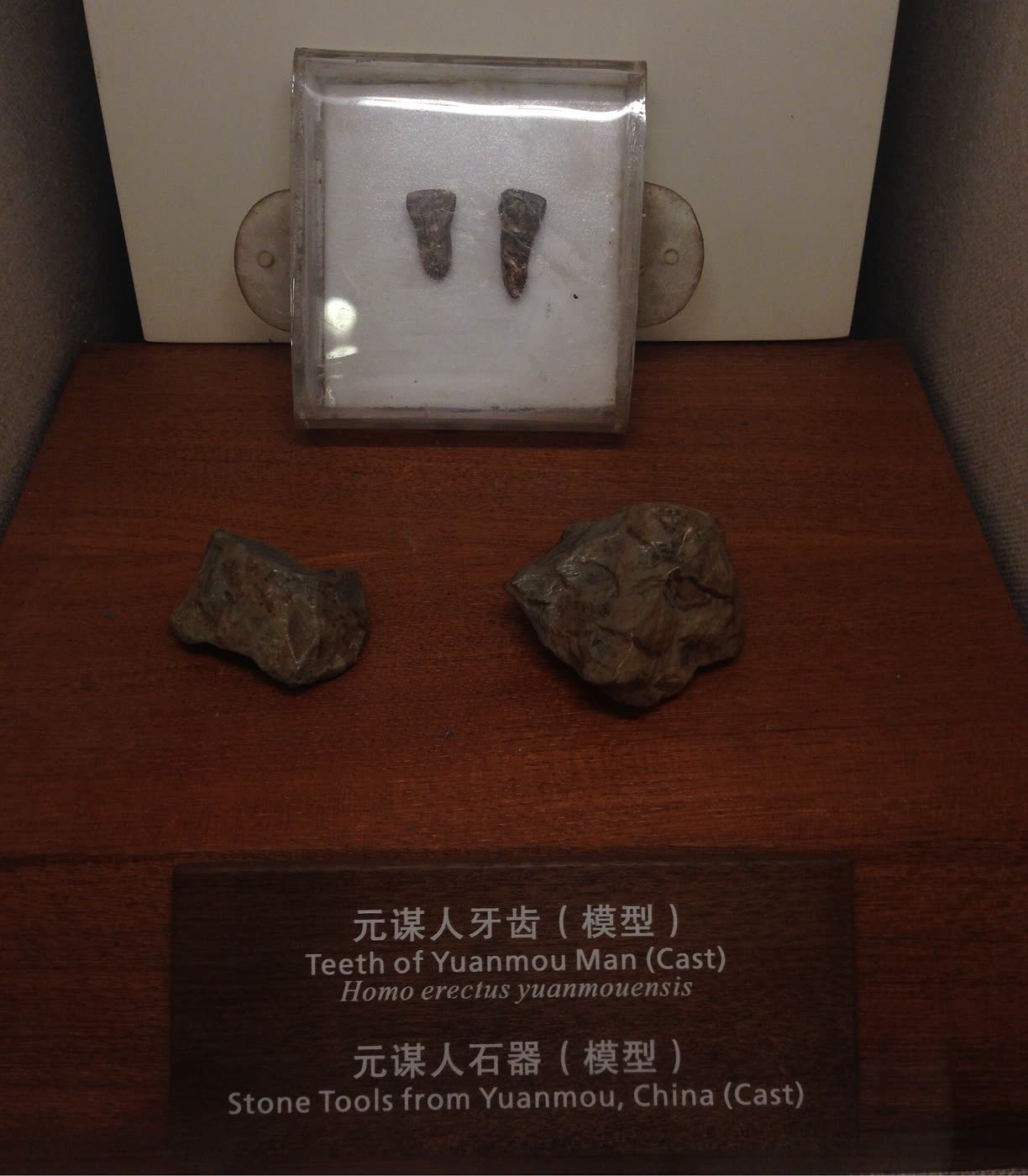 元谋人牙齿和石器的模型